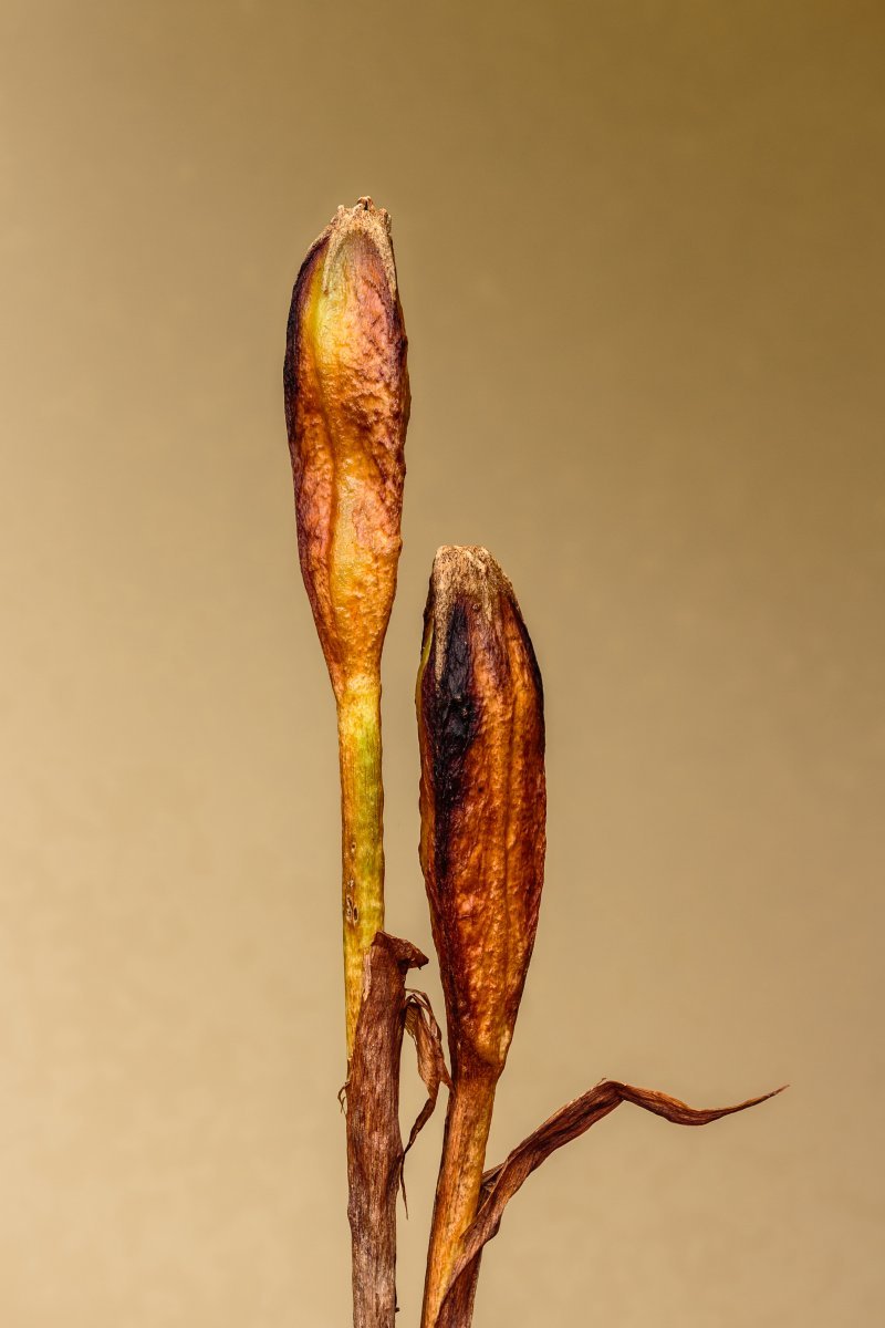 Ирис сибирский - фото 8