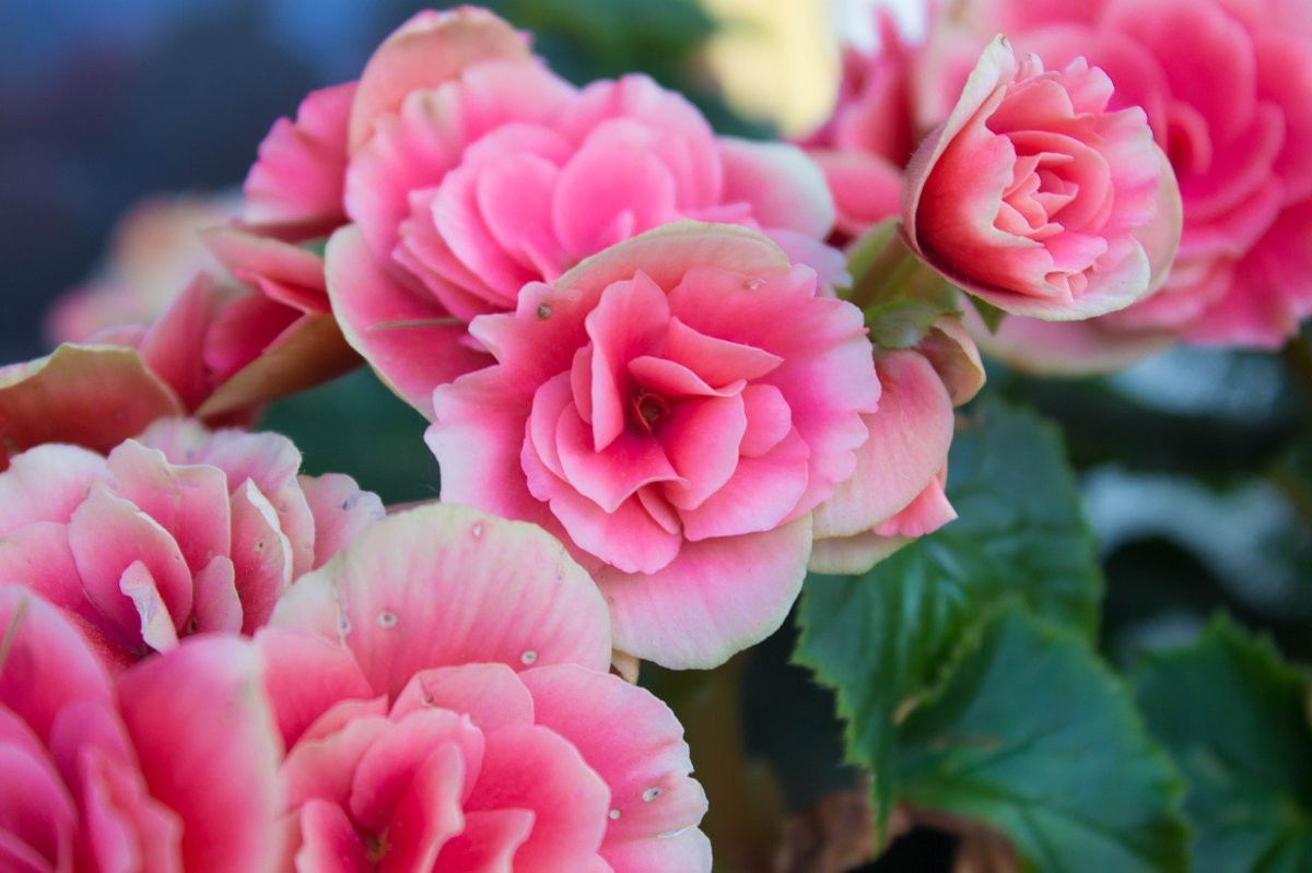 Бегония махровая Дубль Пинк