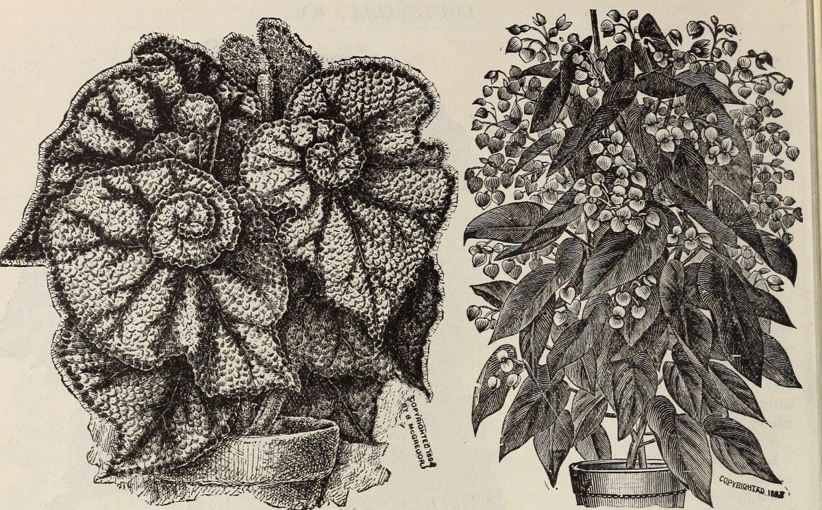 Бегония махровая Дубль Пинк - фото 3