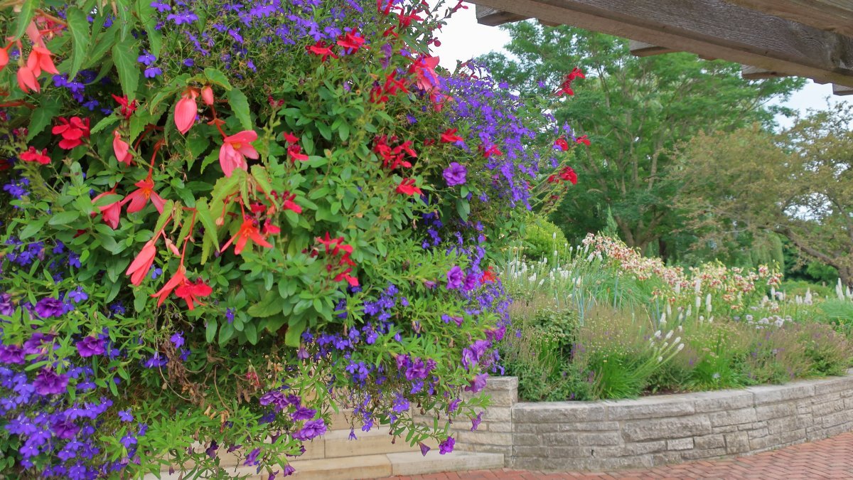 Бегония махровая Дубль Ред