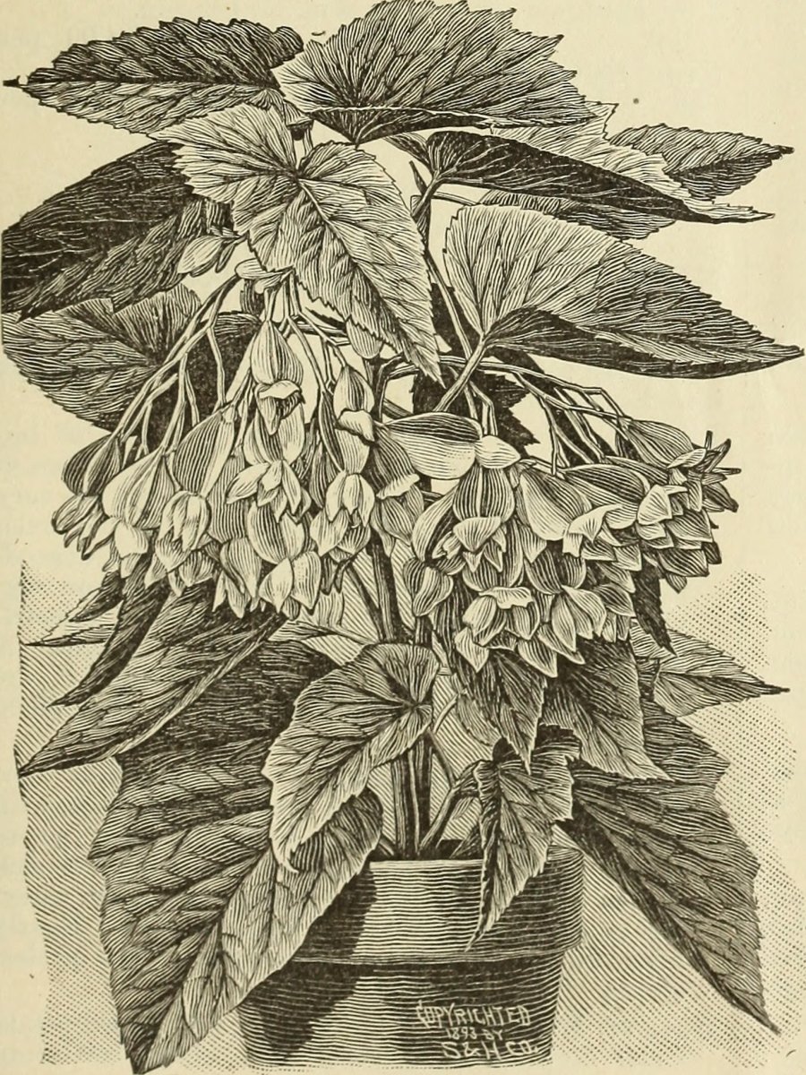 Бегония махровая Дубль Ред - фото 4