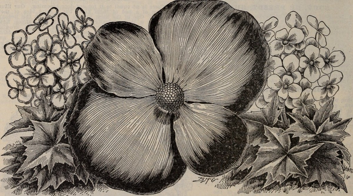 Бегония махровая Дубль Йелоу - фото 5