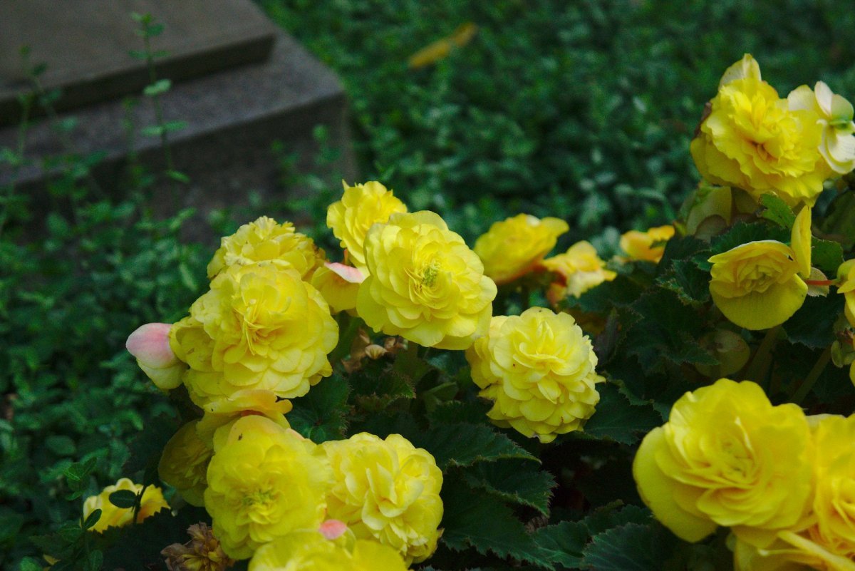 Бегония махровая Дубль Йелоу