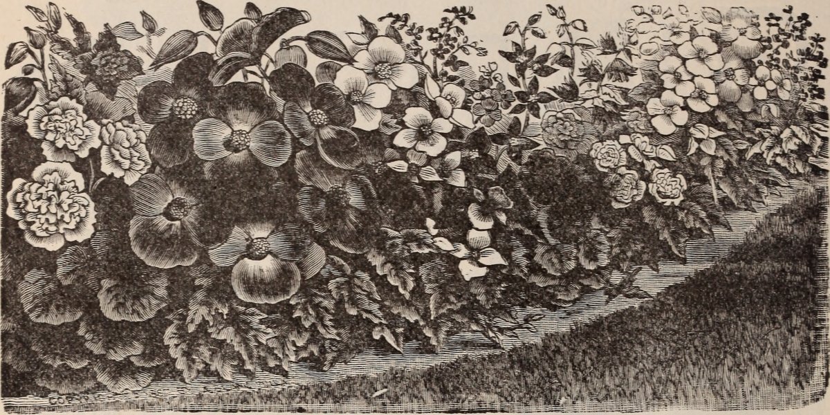 Бегония махровая Дубль Йелоу - фото 2