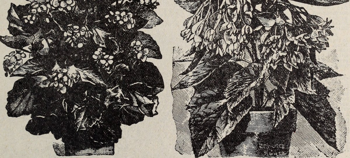 Бегония махровая Дубль Йелоу - фото 6