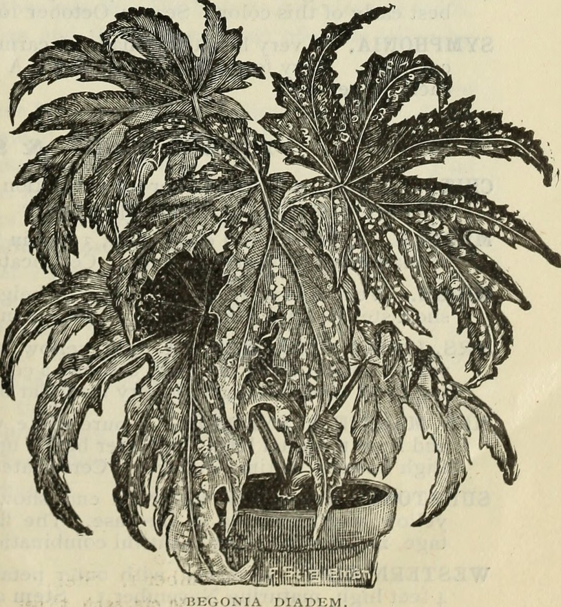 Бегония махровая Дубль Йелоу - фото 3