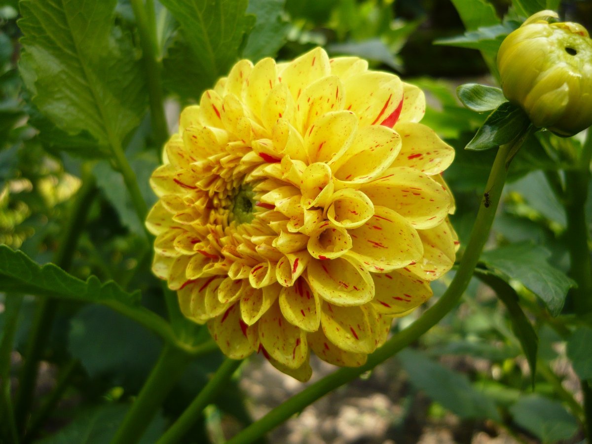 Георгина Фанни Фэйс шаровидная