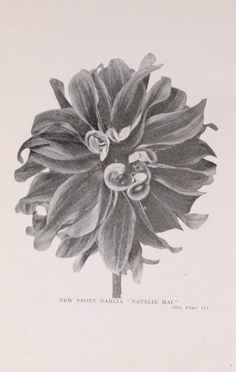 Георгина Гранд При декоративная - фото 2