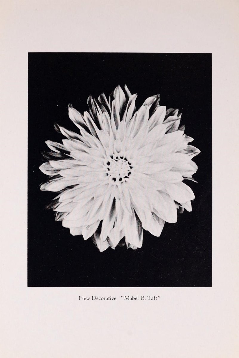 Георгина Гранд При декоративная - фото 9