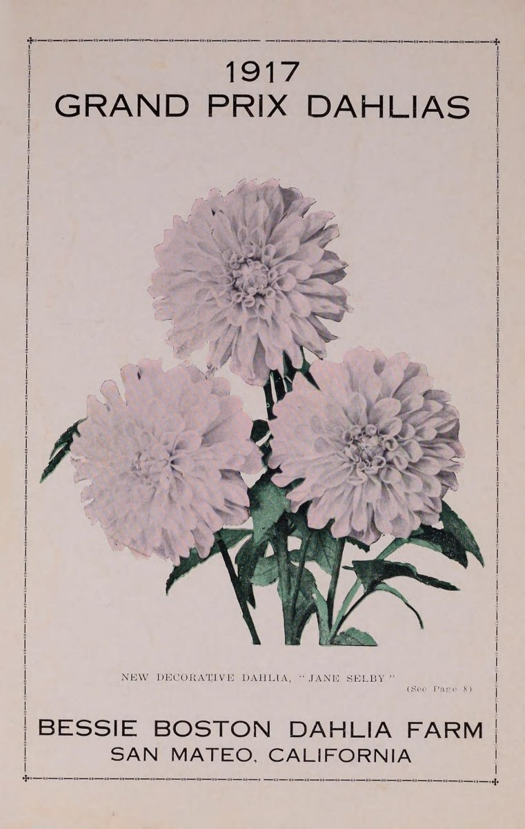 Георгина Гранд При декоративная - фото 8