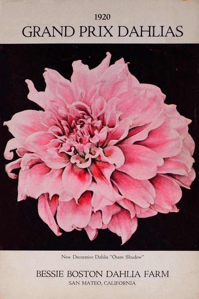 Георгина Гранд При декоративная - фото 7