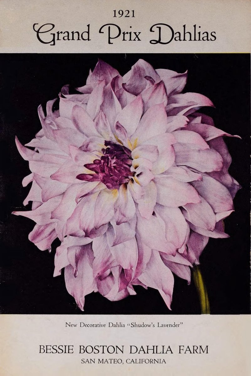 Георгина Гранд При декоративная - фото 4