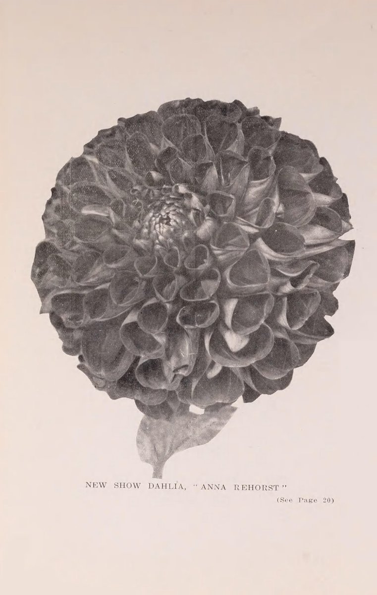 Георгина Гранд При декоративная - фото 6