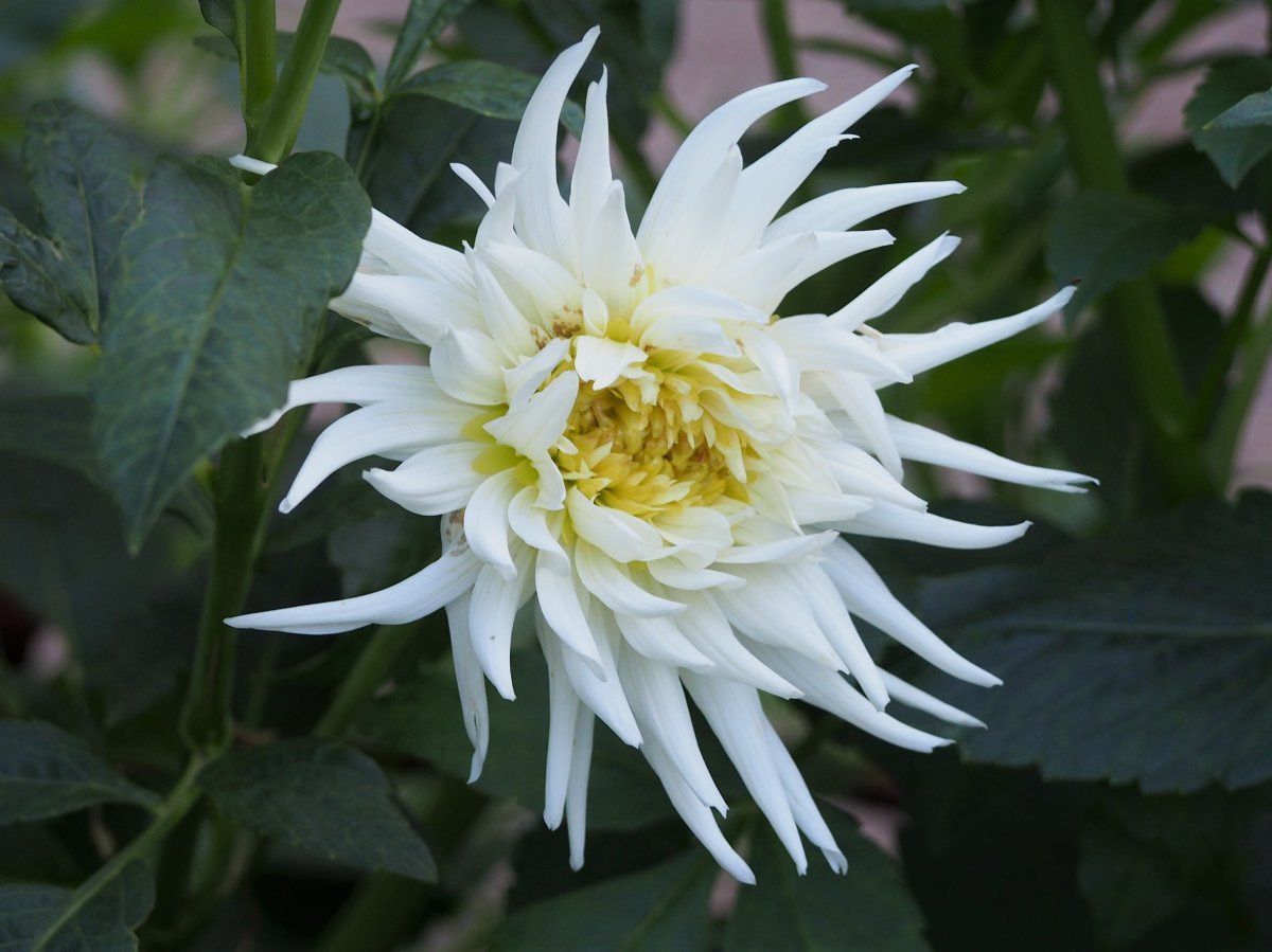 Георгина Май Лав кактусовидная - фото 5