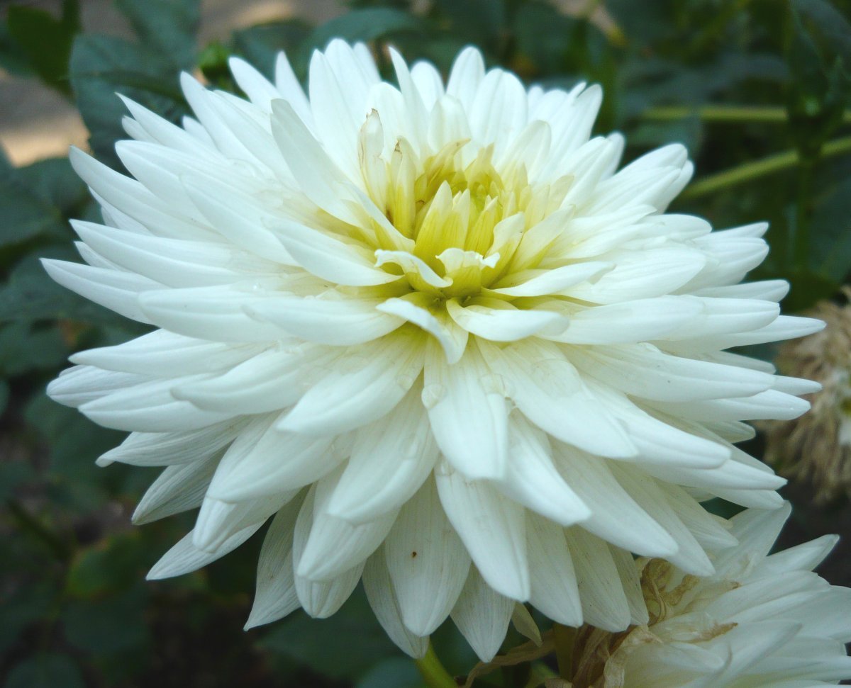 Георгина Май Лав кактусовидная