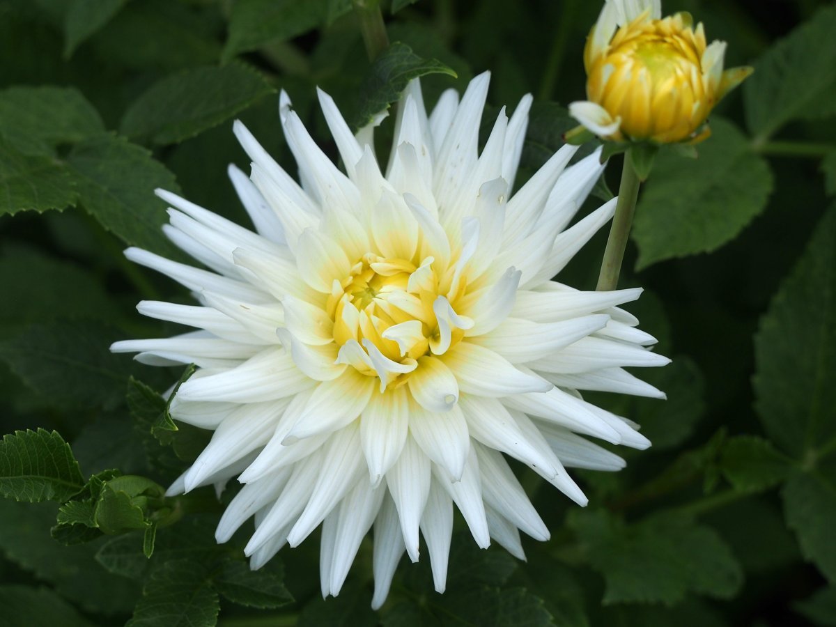 Георгина Май Лав кактусовидная - фото 3