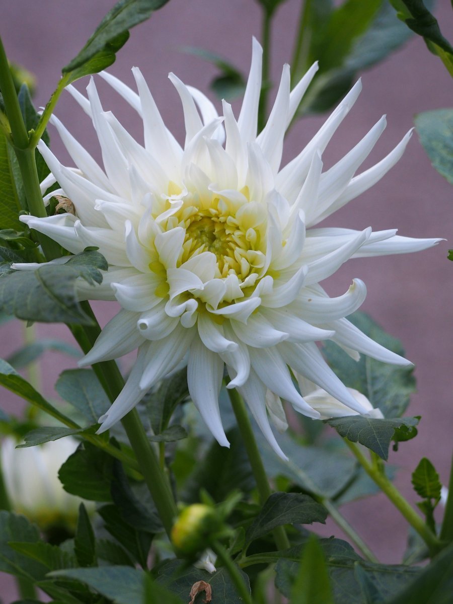 Георгина Май Лав кактусовидная - фото 6