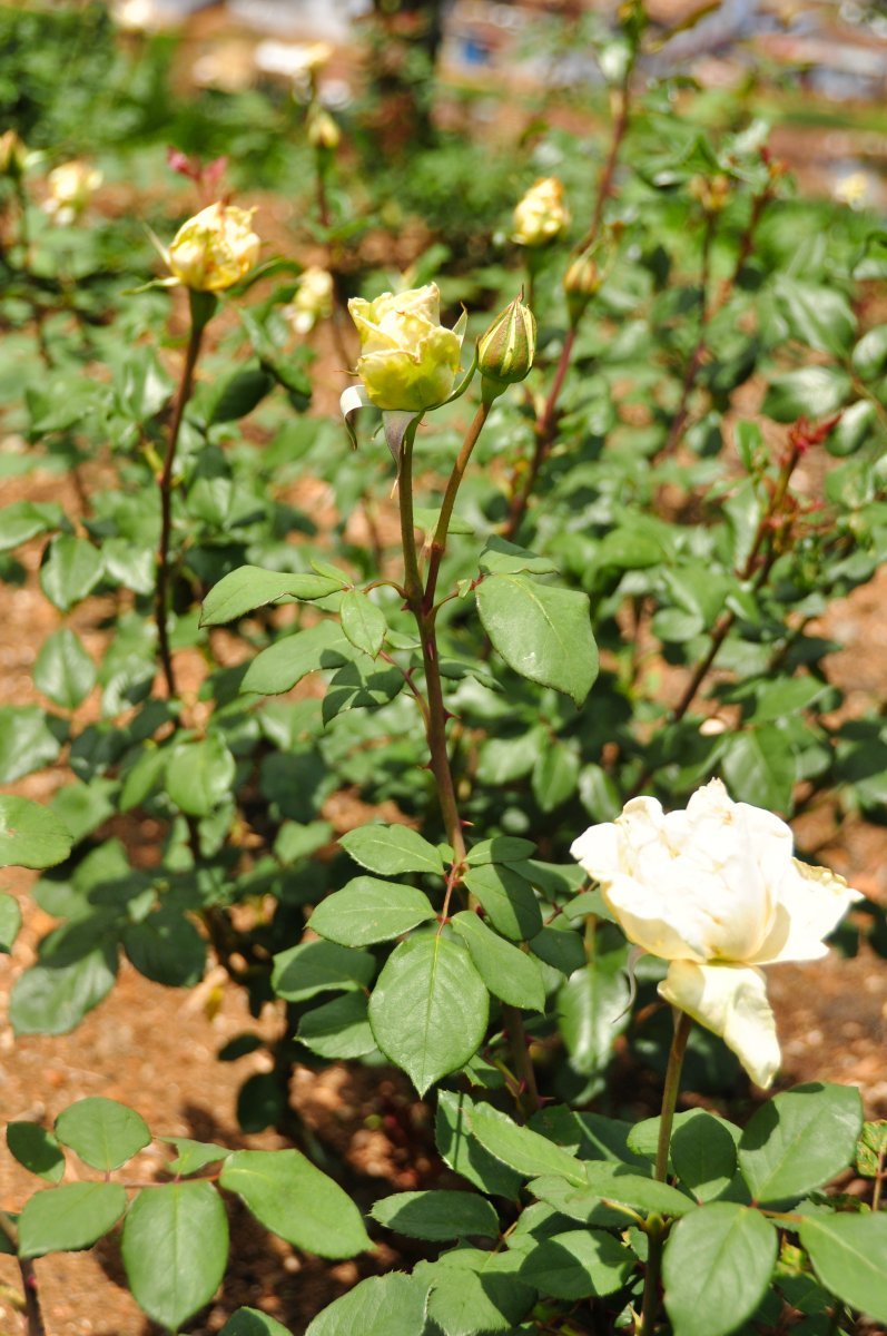 Роза плетистая Казино - фото 2