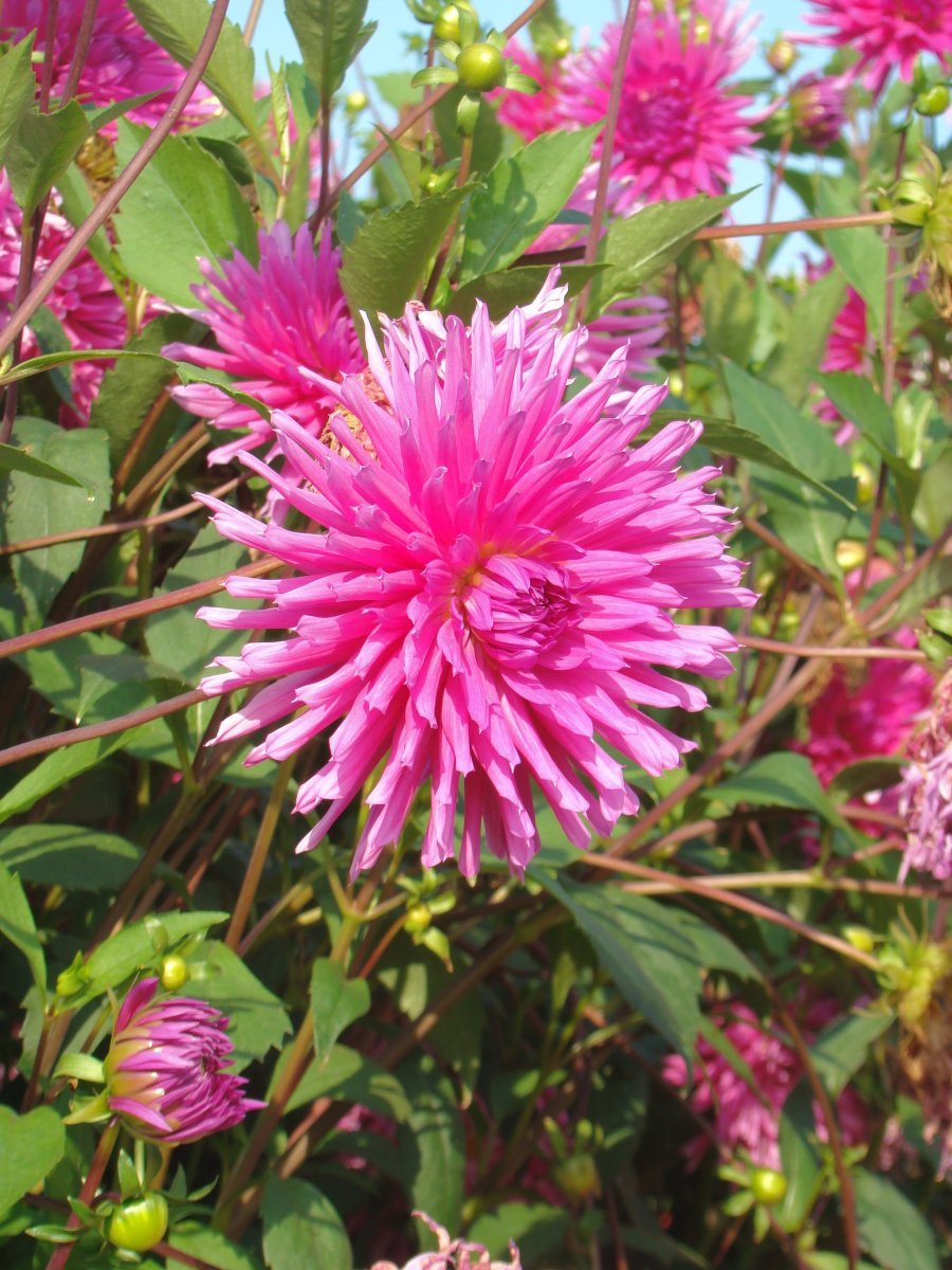 Георгина Пурпл Джем кактусовая