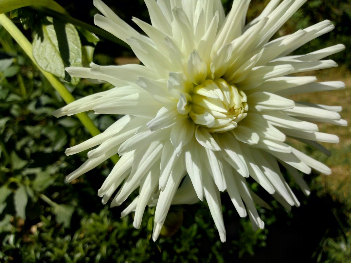 Георгина Вайт Стар кактусовидная - фото 3