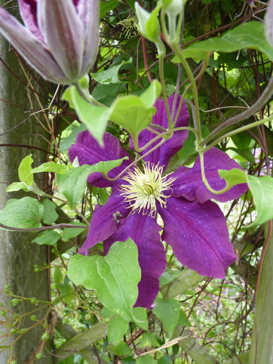 Клематис Варшавска Найк крупноцветковый - фото 3