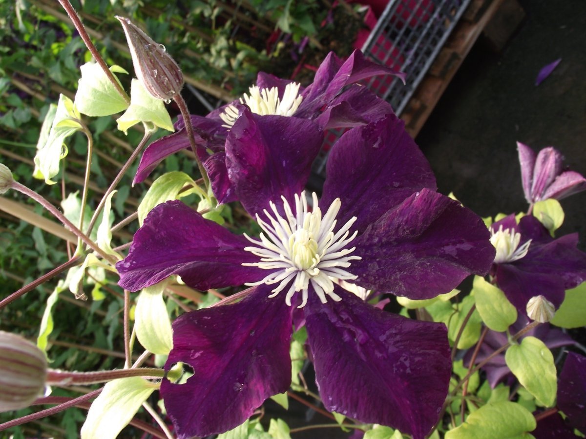 Клематис Варшавска Найк крупноцветковый - фото 10