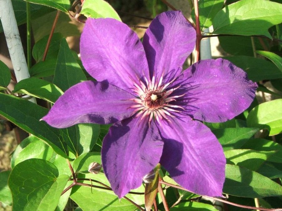 Клематис Варшавска Найк крупноцветковый - фото 9