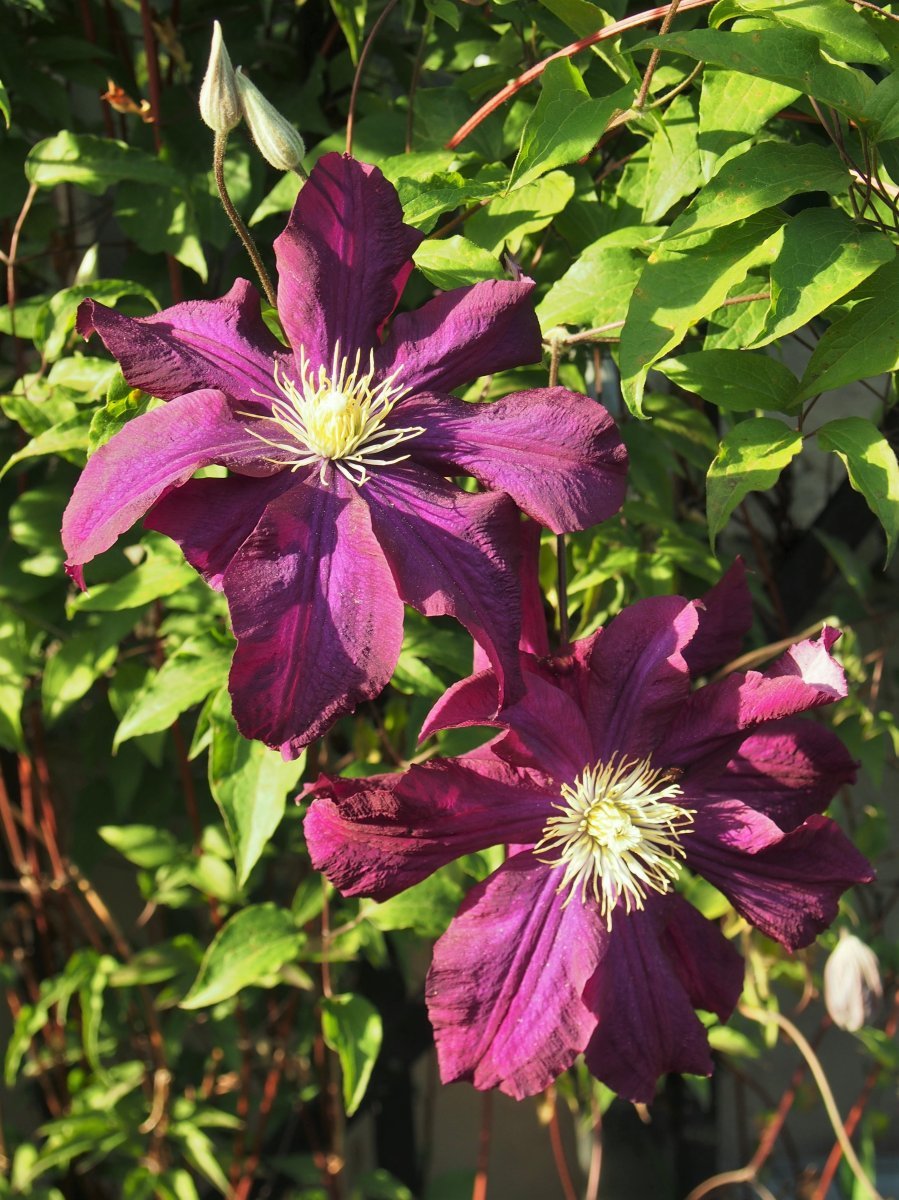 Клематис Варшавска Найк крупноцветковый - фото 6