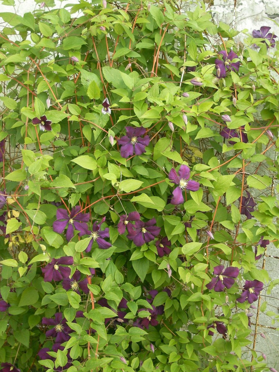 Клематис Варшавска Найк крупноцветковый