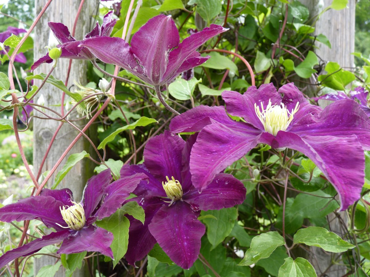 Клематис Варшавска Найк крупноцветковый - фото 2