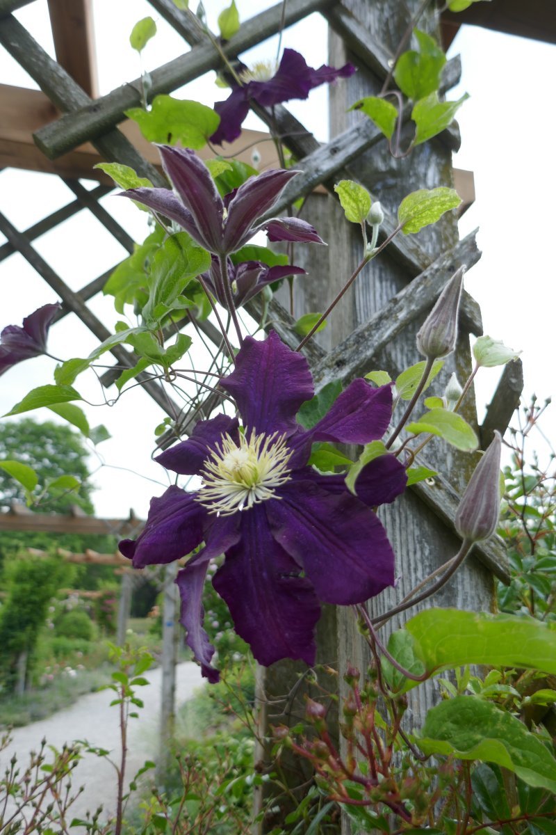 Клематис Варшавска Найк крупноцветковый - фото 5