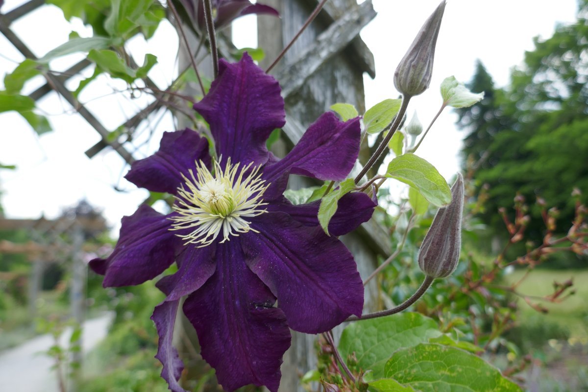 Клематис Варшавска Найк крупноцветковый - фото 4