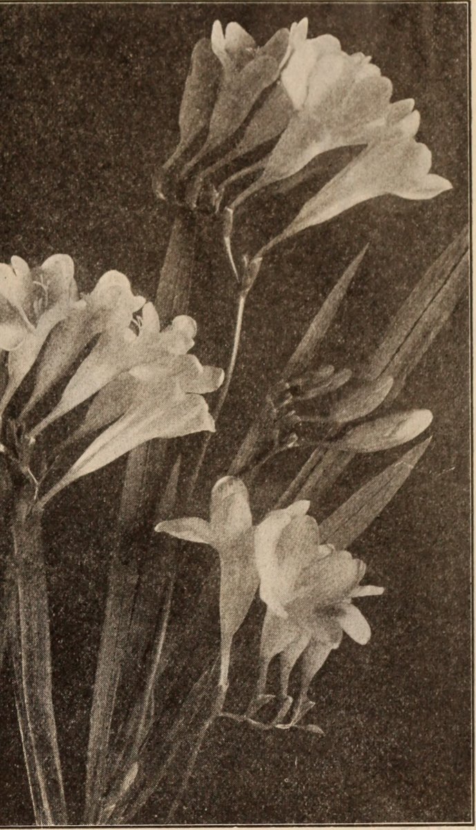 Фрезия махровая Дабл Блю