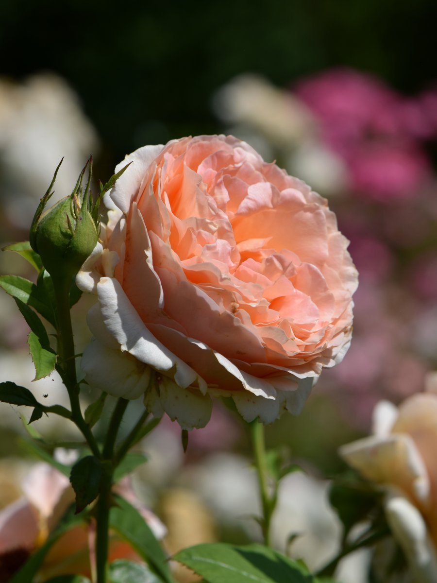 Роза плетистая Полька - фото 5