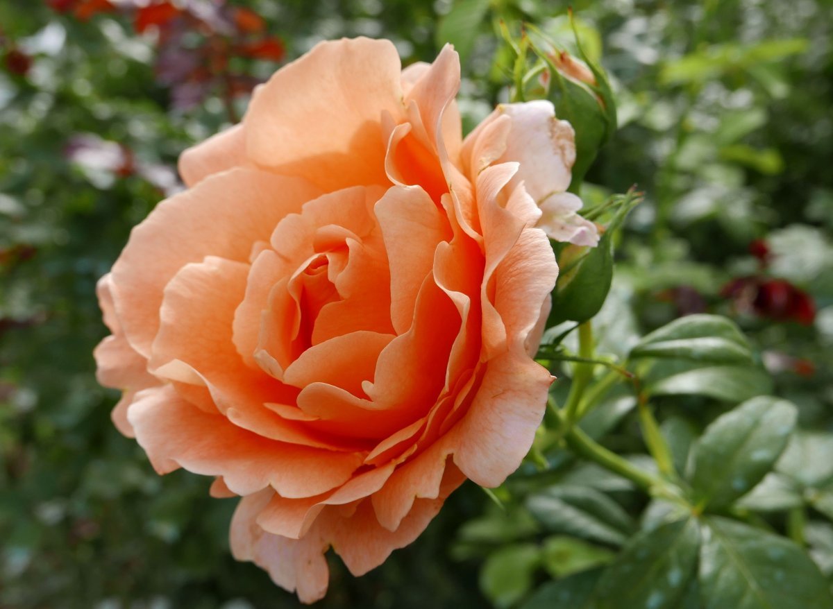 Роза плетистая Полька - фото 4