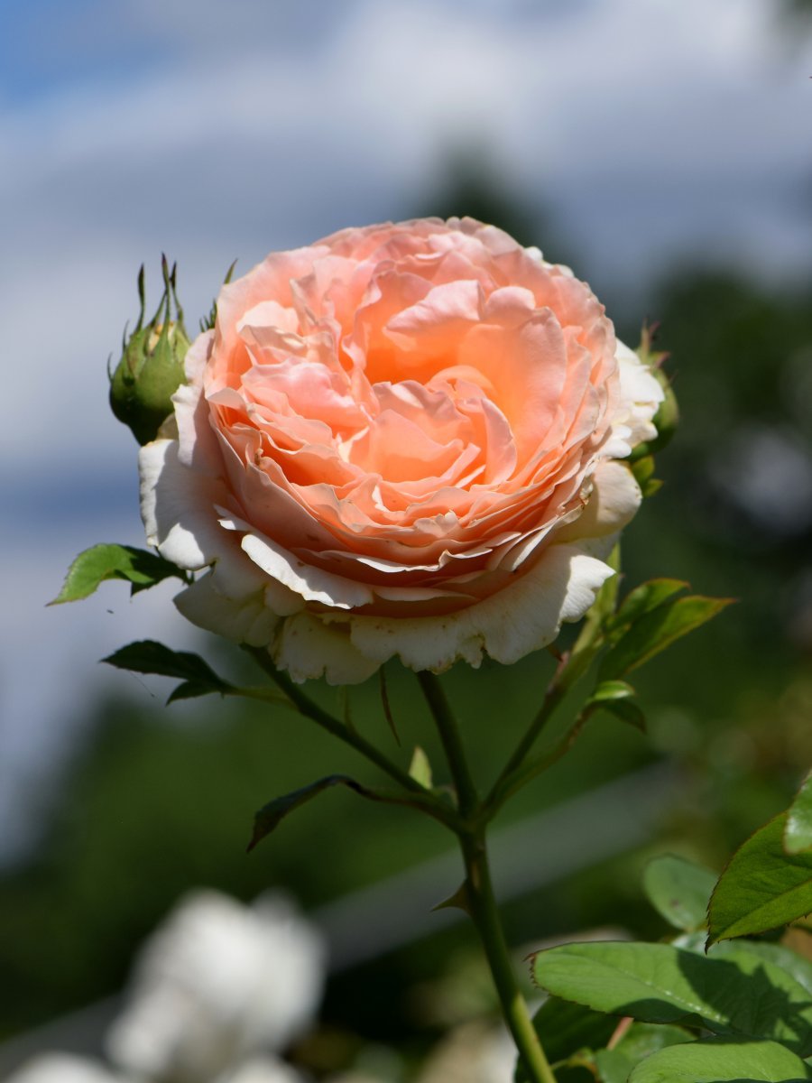 Роза плетистая Полька - фото 7