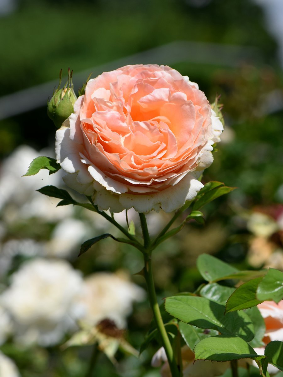 Роза плетистая Полька - фото 6