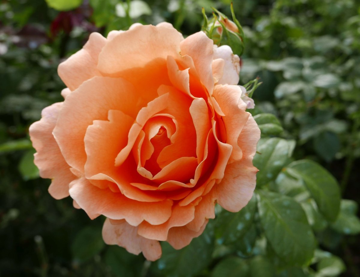 Роза плетистая Полька - фото 3