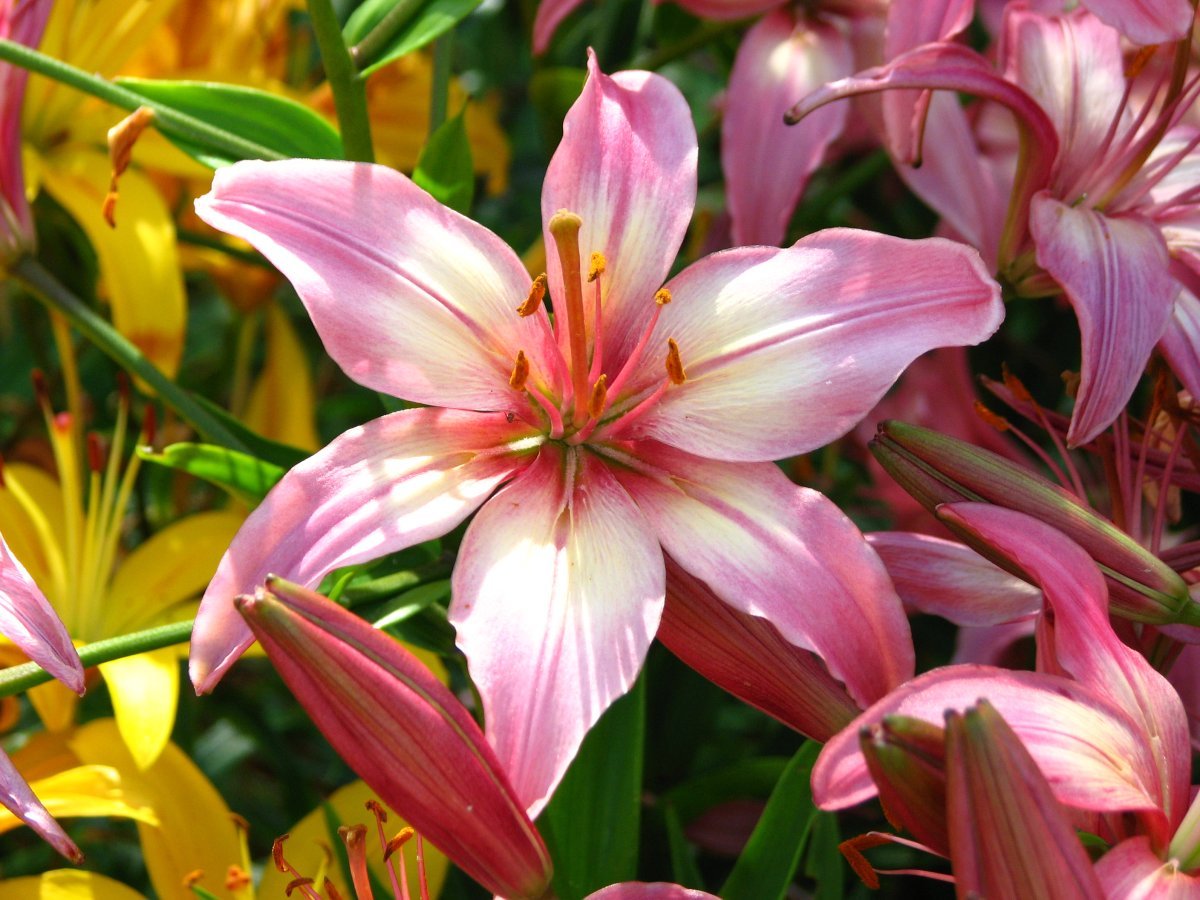 Лилия Анастасия ОТ-гибрид