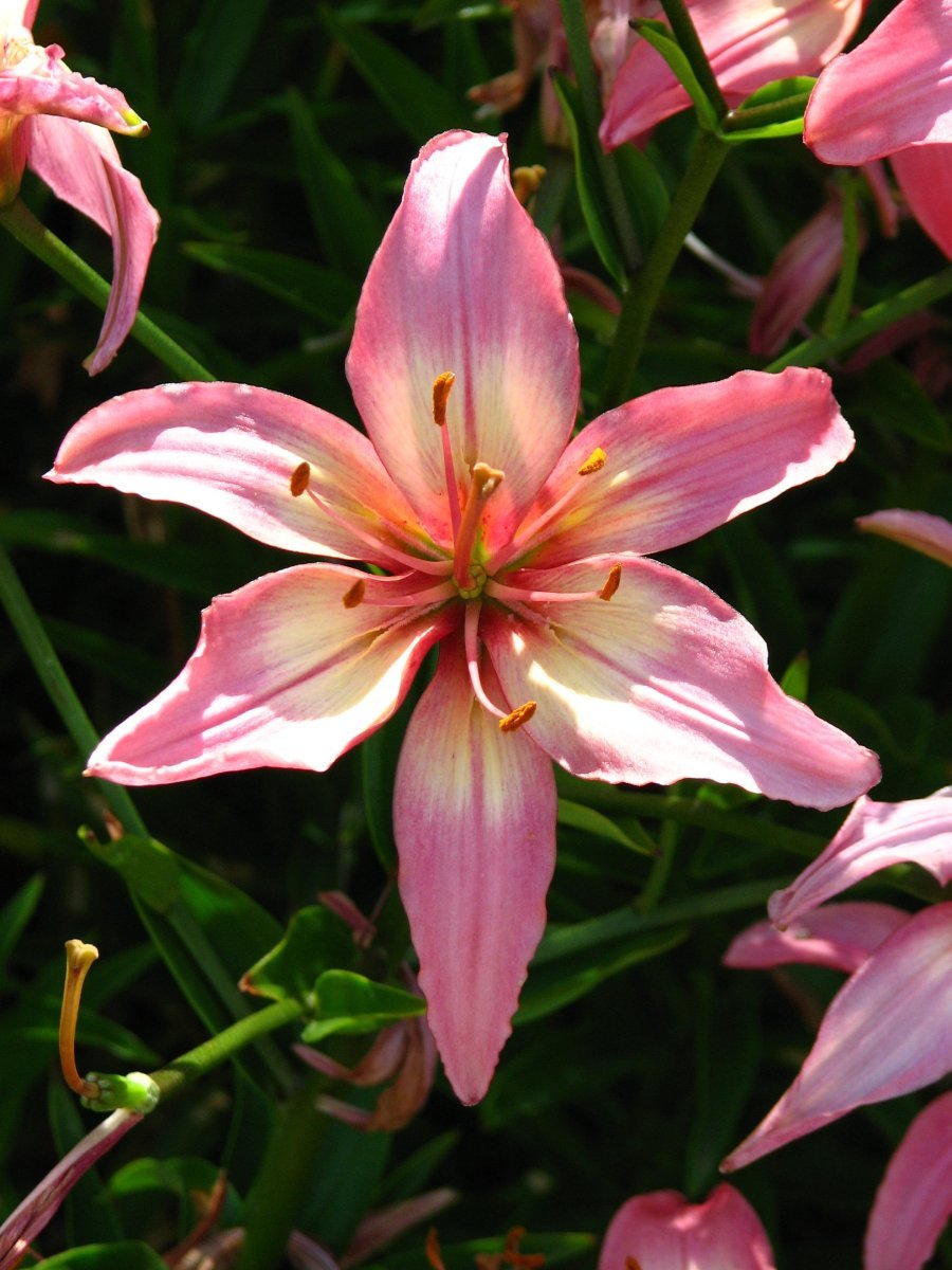 Лилия Анастасия ОТ-гибрид - фото 2