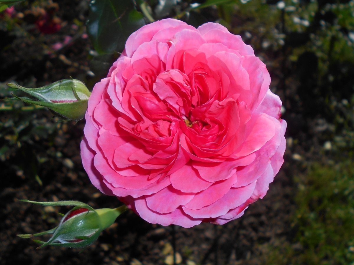 Роза плетистая Розариум Ютерсон - фото 6