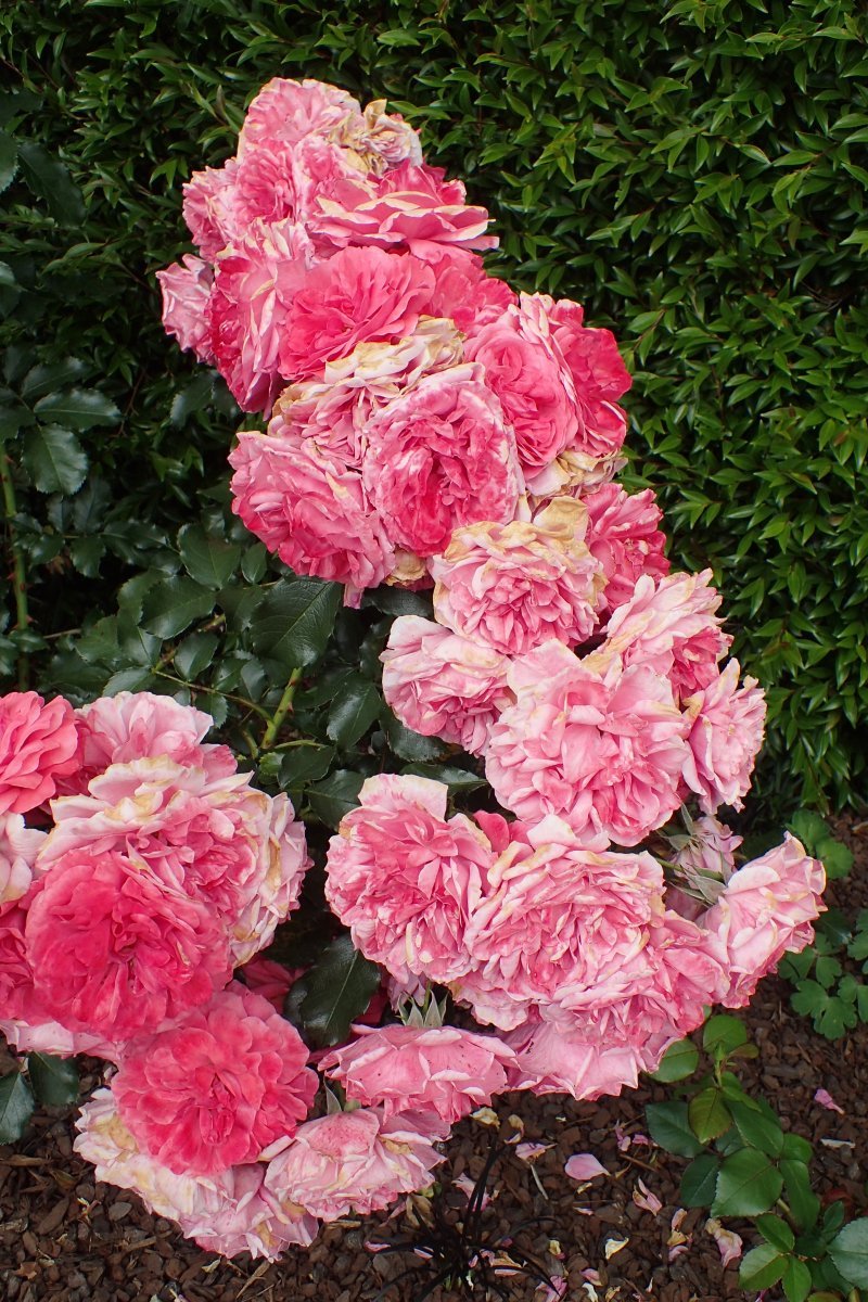 Роза плетистая Розариум Ютерсон - фото 3