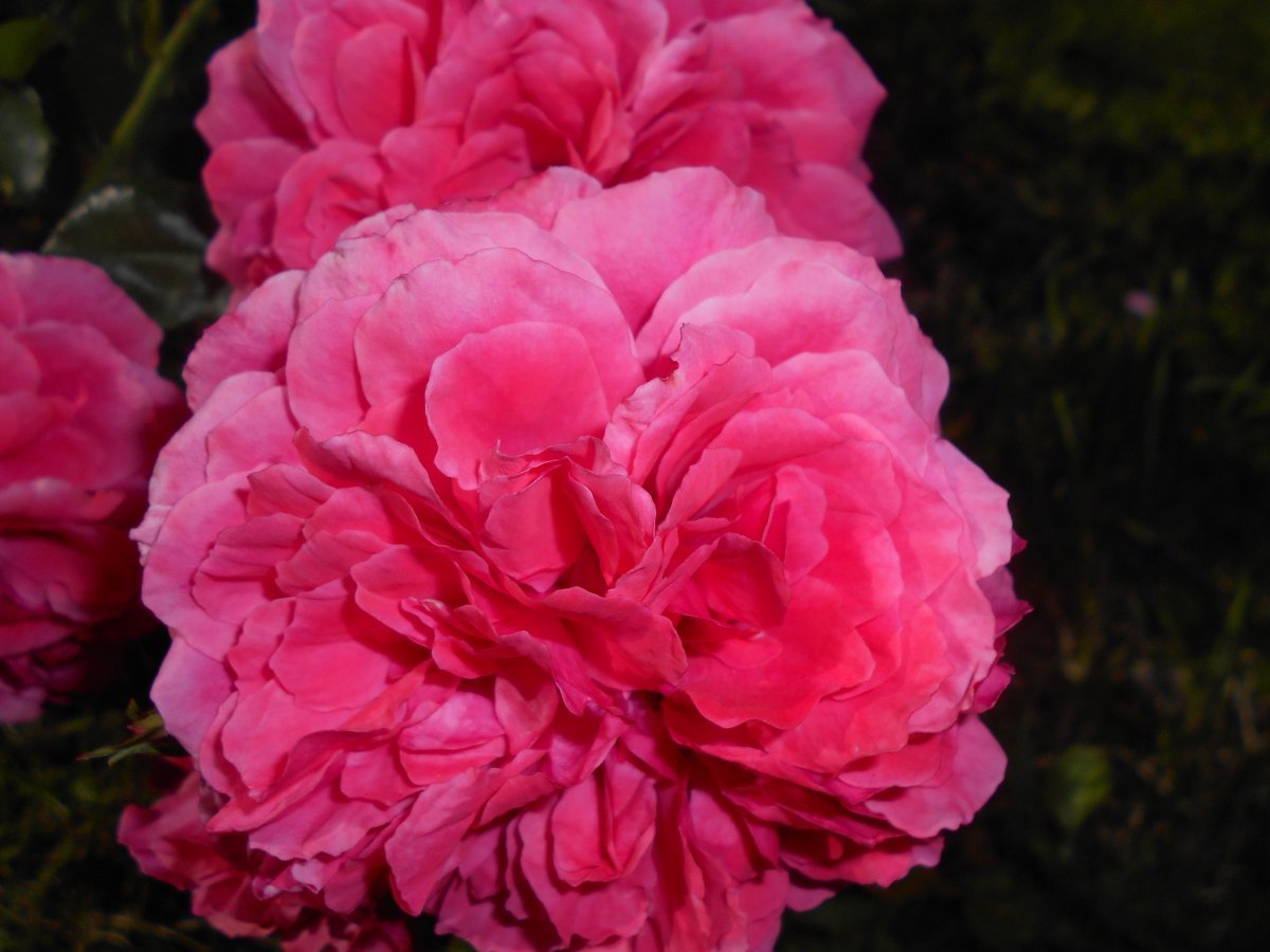 Роза плетистая Розариум Ютерсон - фото 5