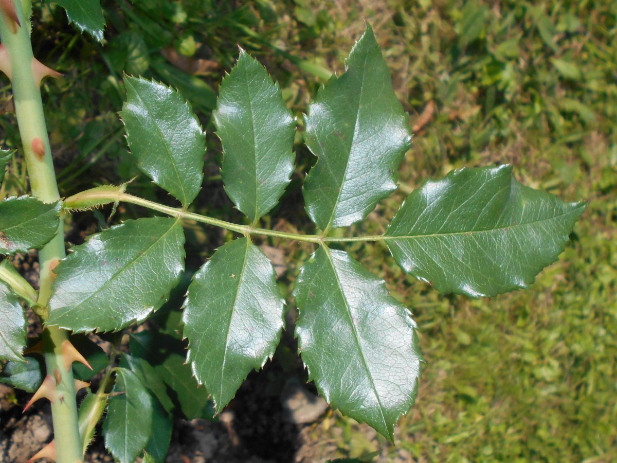 Роза плетистая Розариум Ютерсон - фото 4
