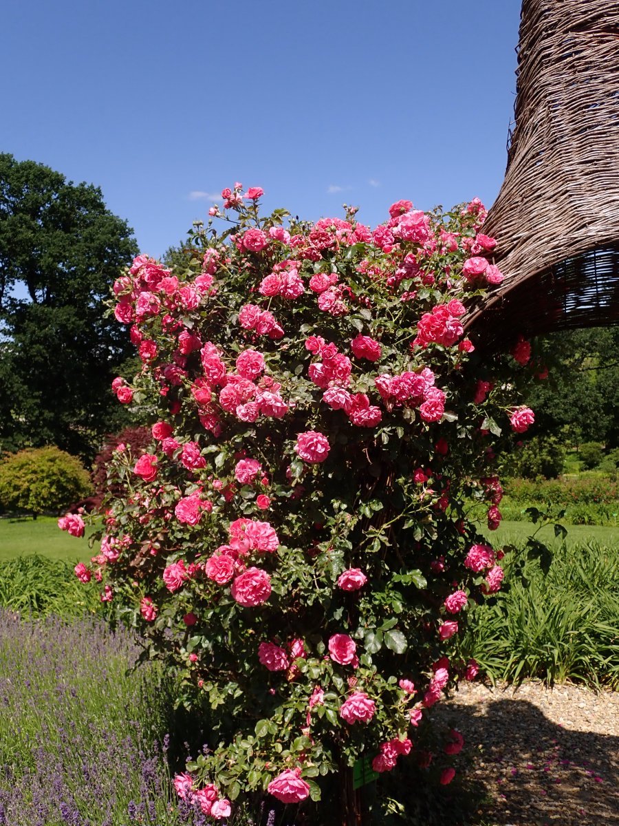 Роза плетистая Розариум Ютерсон - фото 11