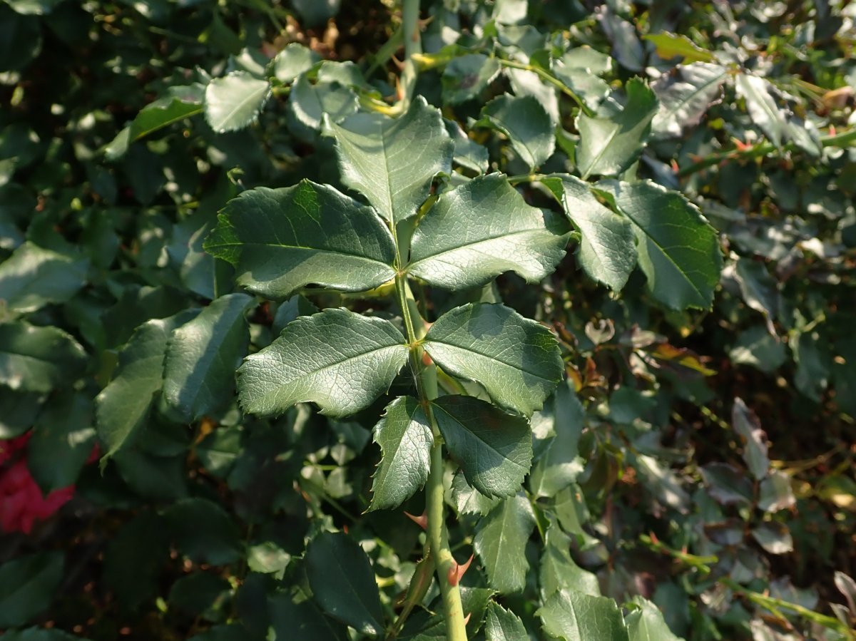 Роза плетистая Розариум Ютерсон - фото 8