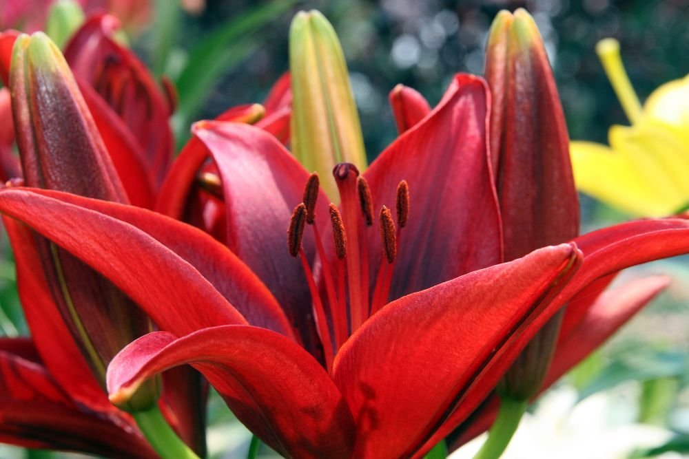 Лилия Блэк Аут азиатская - фото 4