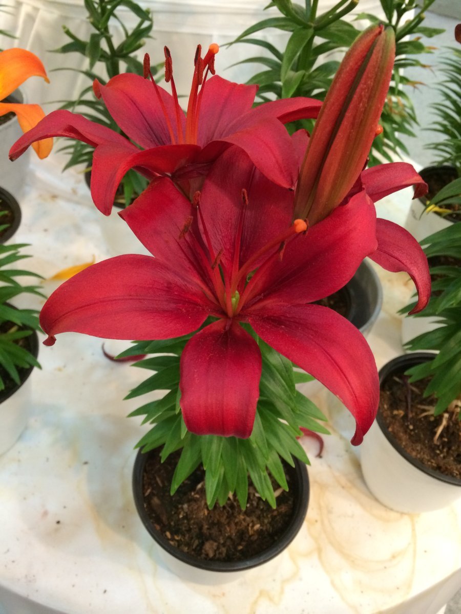 Лилия Блэк Аут азиатская