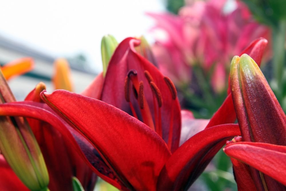 Лилия Блэк Аут азиатская - фото 5