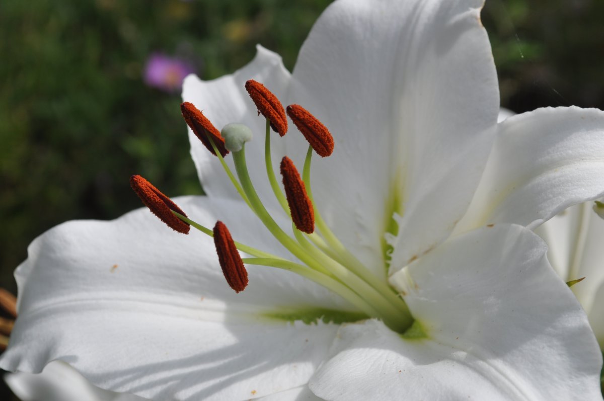 Лилия Каса Бланка восточная - фото 3